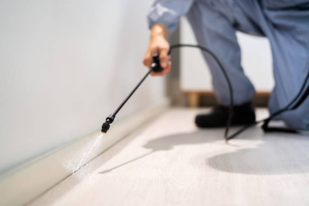 Certified termite inspector examining foundation in Dutch Island